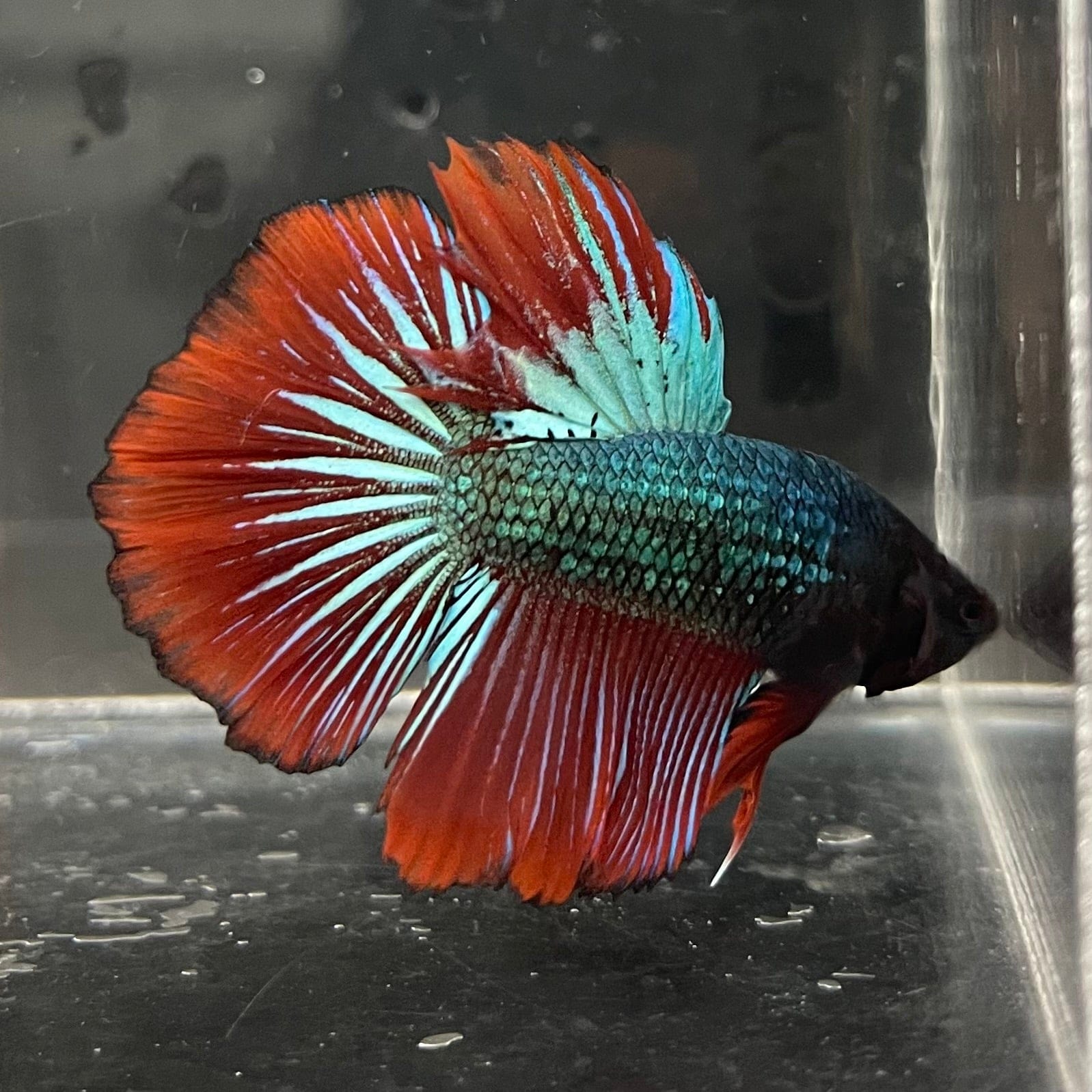 the-fish-farm Male Betta Male Betta - One Only - 15 Choose your favourite Male Betta from The Fish Farm Australia