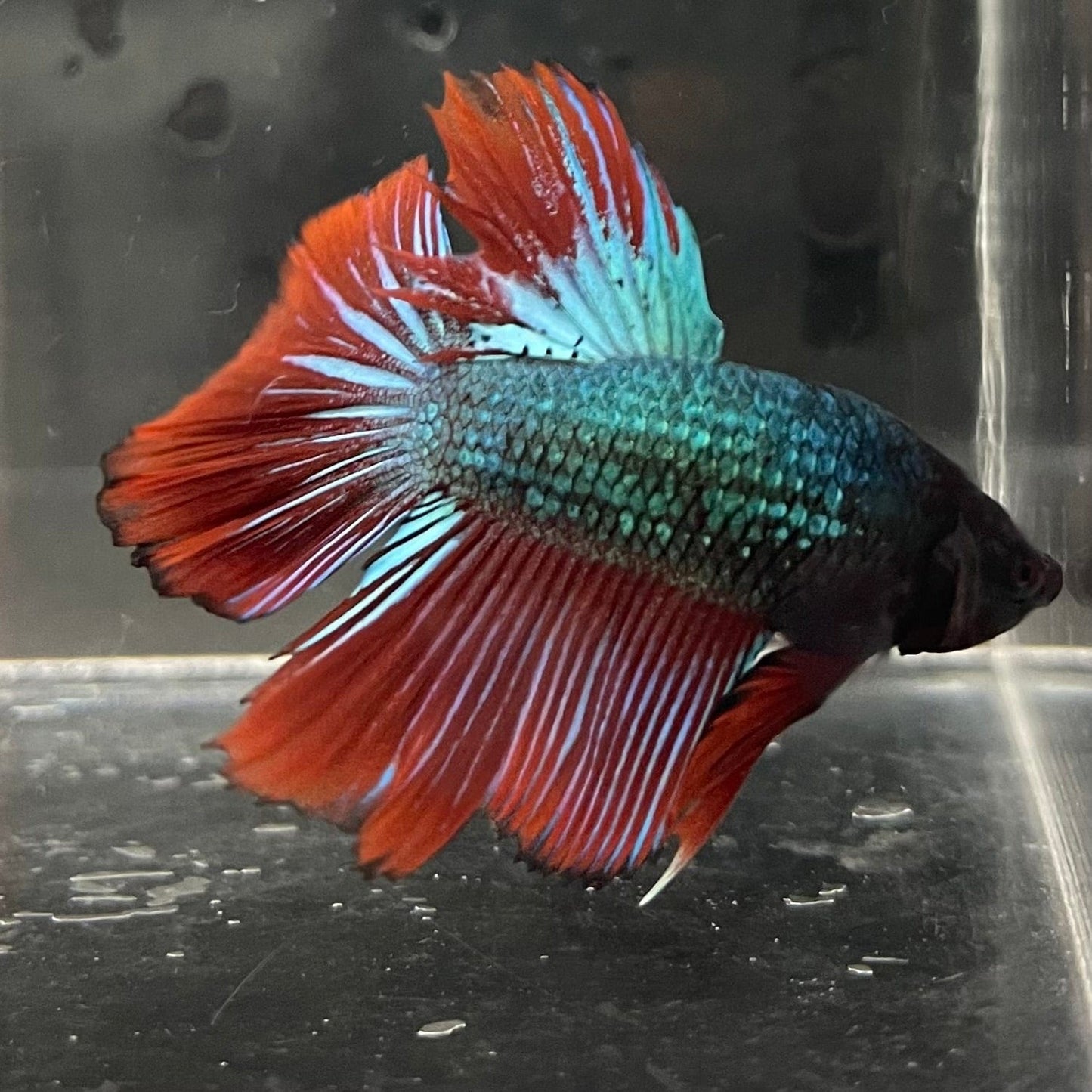 the-fish-farm Male Betta Male Betta - One Only - 15 Choose your favourite Male Betta from The Fish Farm Australia