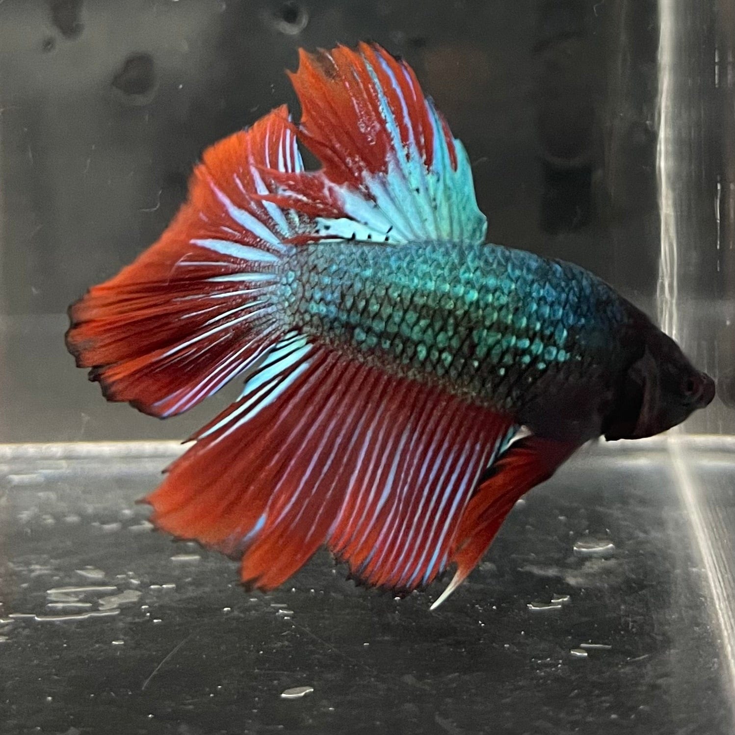 the-fish-farm Male Betta Male Betta - One Only - 15 Choose your favourite Male Betta from The Fish Farm Australia