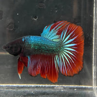 the-fish-farm Male Betta Male Betta - One Only - 15 Choose your favourite Male Betta from The Fish Farm Australia