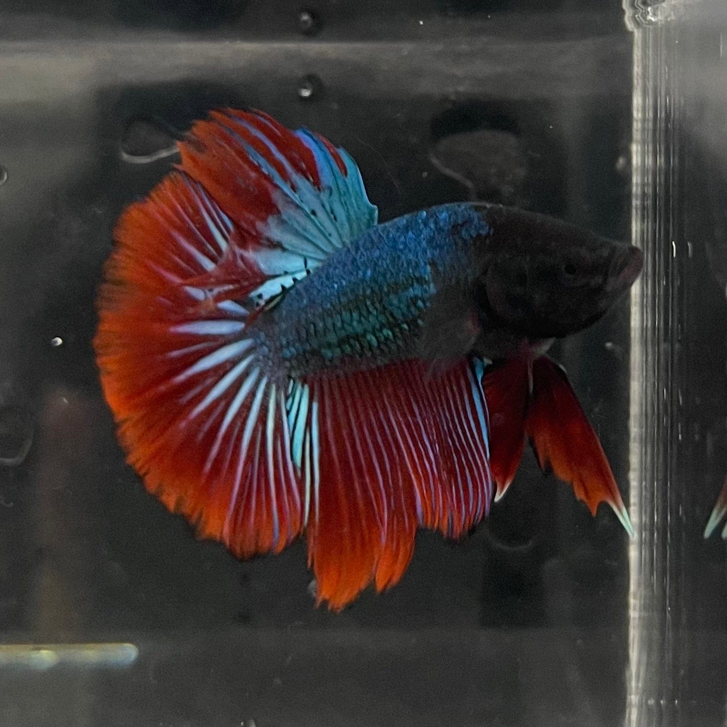 the-fish-farm Male Betta Male Betta - One Only - 15 Choose your favourite Male Betta from The Fish Farm Australia