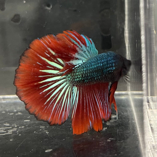 the-fish-farm Male Betta Male Betta - One Only - 15 Choose your favourite Male Betta from The Fish Farm Australia