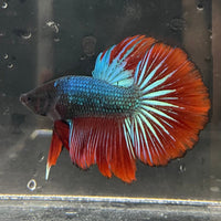 the-fish-farm Male Betta Male Betta - One Only - 15 Choose your favourite Male Betta from The Fish Farm Australia