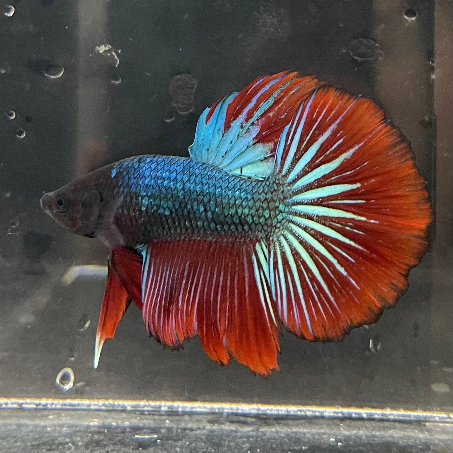 the-fish-farm Male Betta Male Betta - One Only - 15 Choose your favourite Male Betta from The Fish Farm Australia