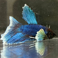 the-fish-farm Male Betta Male Betta - One Only - 15 Choose your favourite Male Betta from The Fish Farm Australia