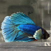 the-fish-farm Male Betta Male Betta - One Only - 15 Choose your favourite Male Betta from The Fish Farm Australia