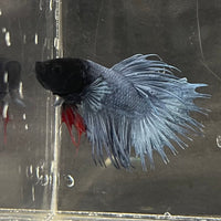 the-fish-farm Male Betta Male Betta - One Only - 15 Choose your favourite Male Betta from The Fish Farm Australia