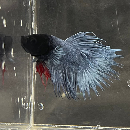 the-fish-farm Male Betta Male Betta - One Only - 15 Choose your favourite Male Betta from The Fish Farm Australia