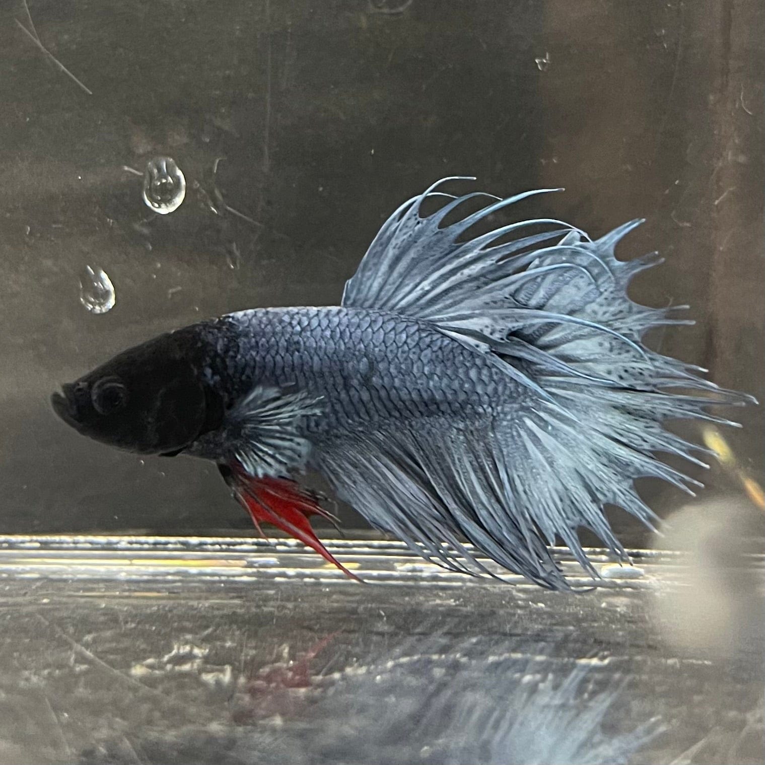 the-fish-farm Male Betta Male Betta - One Only - 15 Choose your favourite Male Betta from The Fish Farm Australia