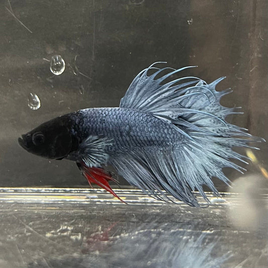 the-fish-farm Male Betta Male Betta - One Only - 15 Choose your favourite Male Betta from The Fish Farm Australia