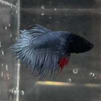 the-fish-farm Male Betta Male Betta - One Only - 15 Choose your favourite Male Betta from The Fish Farm Australia