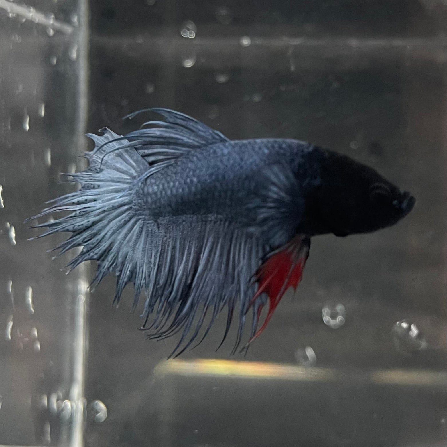 the-fish-farm Male Betta Male Betta - One Only - 15 Choose your favourite Male Betta from The Fish Farm Australia