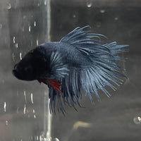 the-fish-farm Male Betta Male Betta - One Only - 15 Choose your favourite Male Betta from The Fish Farm Australia