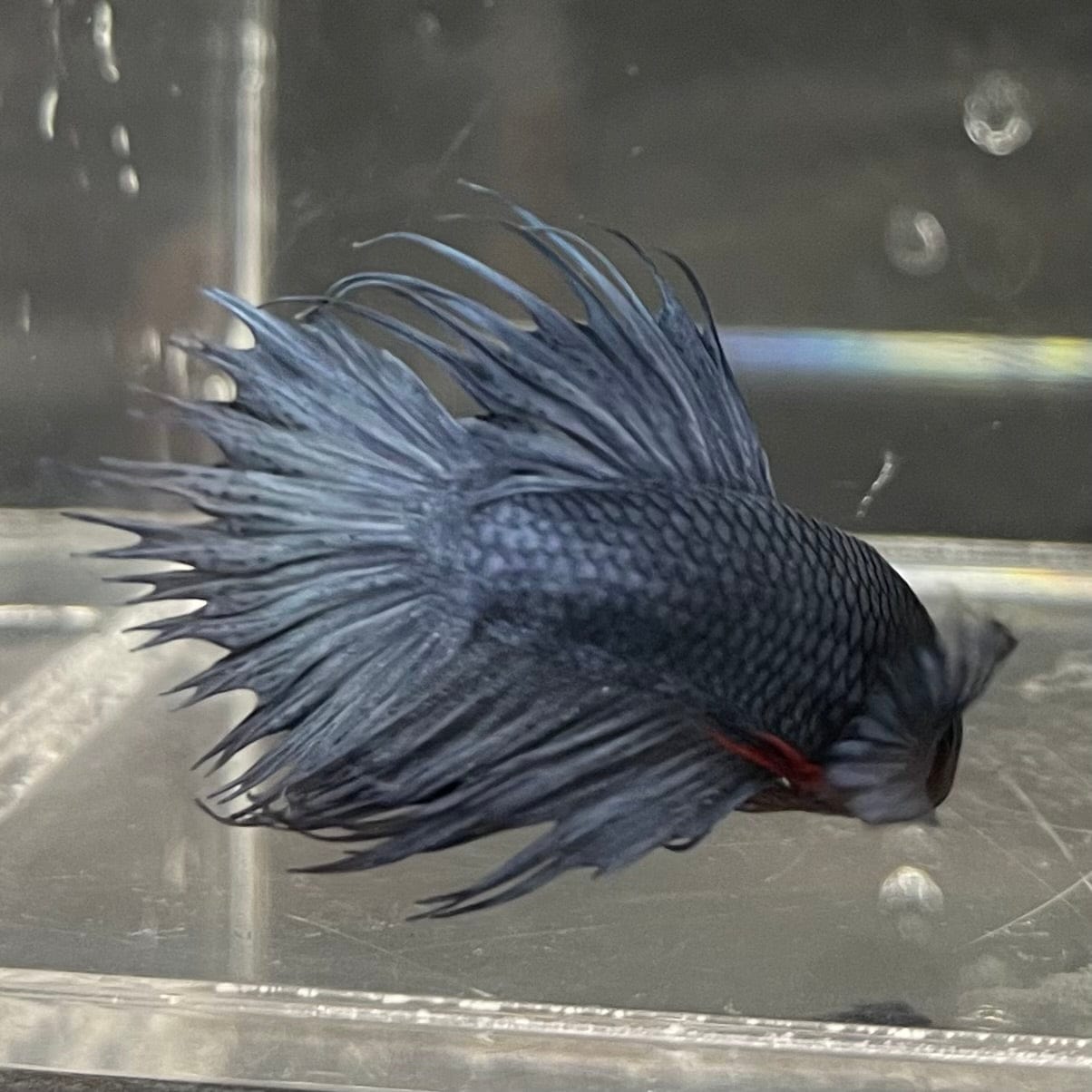 the-fish-farm Male Betta Male Betta - One Only - 15 Choose your favourite Male Betta from The Fish Farm Australia