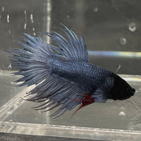 the-fish-farm Male Betta Male Betta - One Only - 15 Choose your favourite Male Betta from The Fish Farm Australia