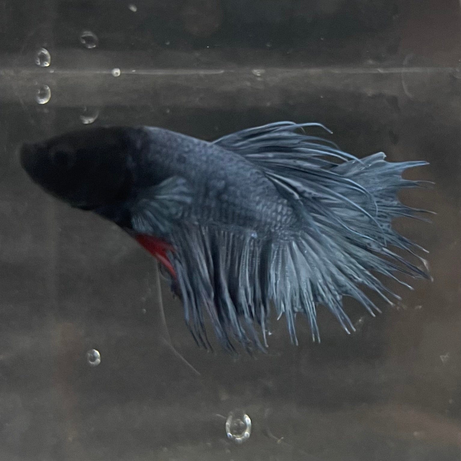 the-fish-farm Male Betta Male Betta - One Only - 15 Choose your favourite Male Betta from The Fish Farm Australia