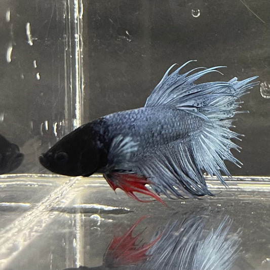 the-fish-farm Male Betta Male Betta - One Only - 15 Choose your favourite Male Betta from The Fish Farm Australia