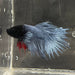 the-fish-farm Male Betta Male Betta - One Only - 15 Choose your favourite Male Betta from The Fish Farm Australia