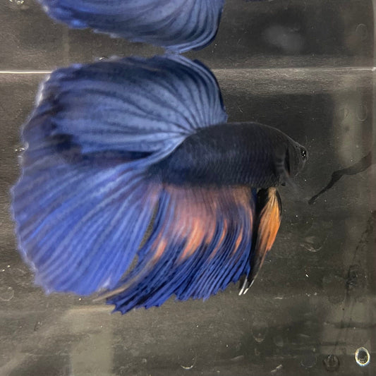 the-fish-farm Male Betta Male Betta - One Only - 15 Choose your favourite Male Betta from The Fish Farm Australia