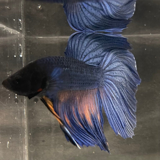 the-fish-farm Male Betta Male Betta - One Only - 15 Choose your favourite Male Betta from The Fish Farm Australia