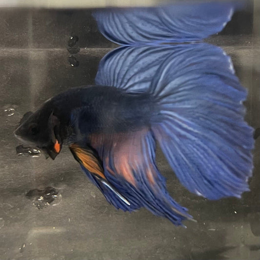 the-fish-farm Male Betta Male Betta - One Only - 15 Choose your favourite Male Betta from The Fish Farm Australia