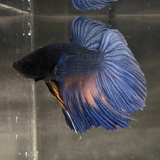 the-fish-farm Male Betta Male Betta - One Only - 15 Choose your favourite Male Betta from The Fish Farm Australia