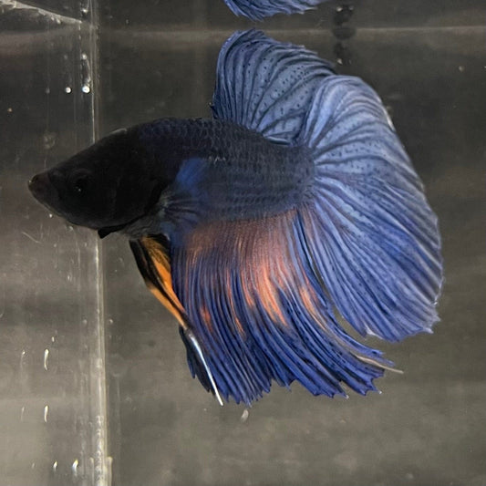 the-fish-farm Male Betta Male Betta - One Only - 15 Choose your favourite Male Betta from The Fish Farm Australia