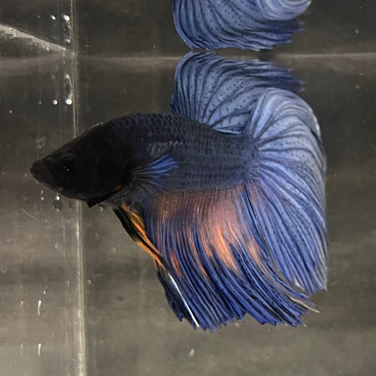 the-fish-farm Male Betta Male Betta - One Only - 15 Choose your favourite Male Betta from The Fish Farm Australia