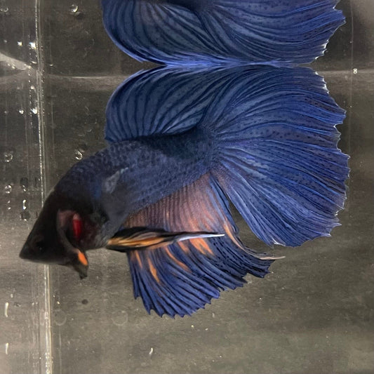 the-fish-farm Male Betta Male Betta - One Only - 15 Choose your favourite Male Betta from The Fish Farm Australia