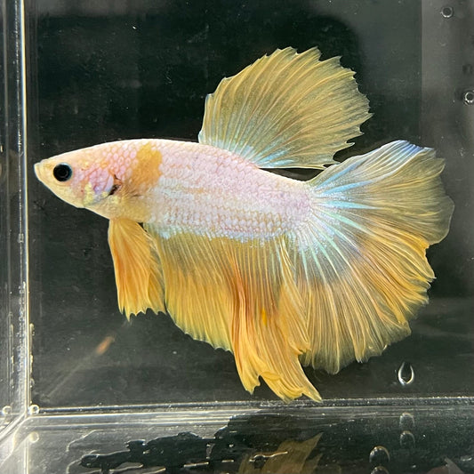 the-fish-farm Male Betta Male Betta - One Only - 15 Choose your favourite Male Betta from The Fish Farm Australia