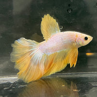 the-fish-farm Male Betta Male Betta - One Only - 15 Choose your favourite Male Betta from The Fish Farm Australia