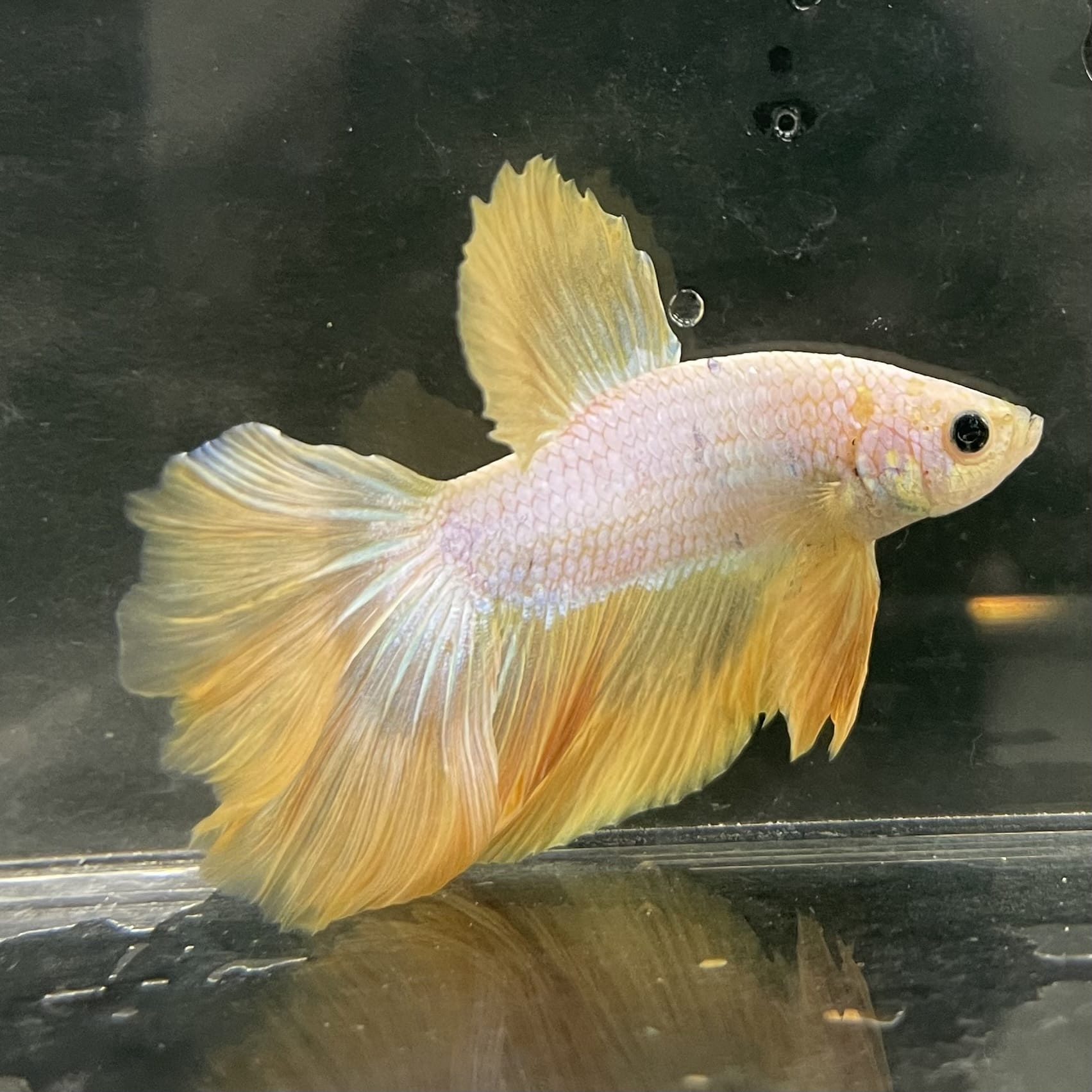 the-fish-farm Male Betta Male Betta - One Only - 15 Choose your favourite Male Betta from The Fish Farm Australia