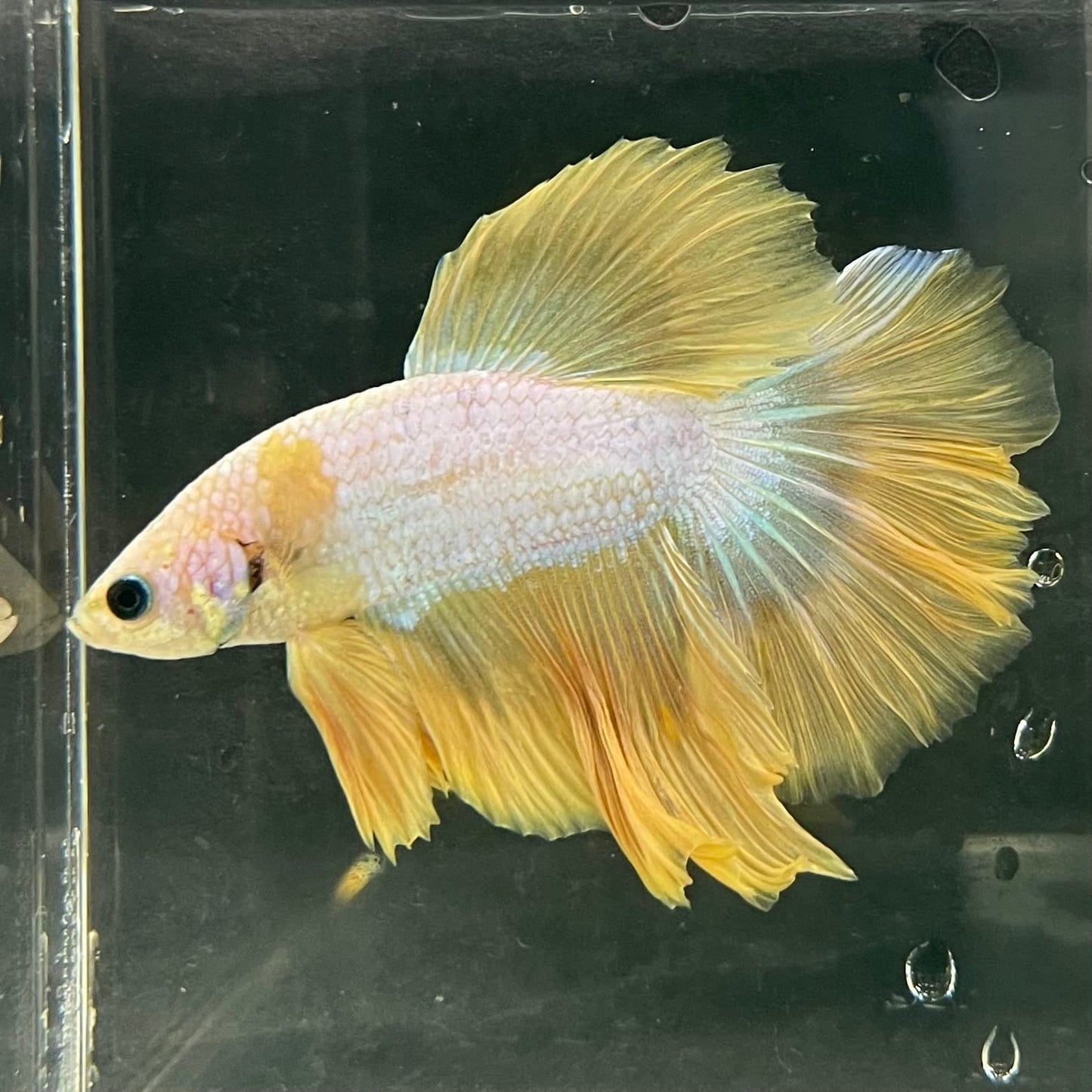 the-fish-farm Male Betta Male Betta - One Only - 15 Choose your favourite Male Betta from The Fish Farm Australia