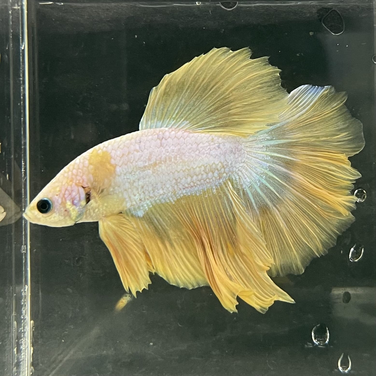 the-fish-farm Male Betta Male Betta - One Only - 15 Choose your favourite Male Betta from The Fish Farm Australia
