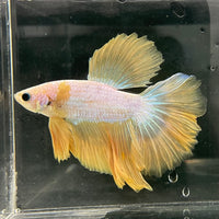 the-fish-farm Male Betta Male Betta - One Only - 15 Choose your favourite Male Betta from The Fish Farm Australia