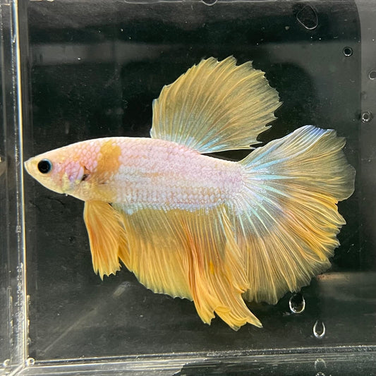 the-fish-farm Male Betta Male Betta - One Only - 15 Choose your favourite Male Betta from The Fish Farm Australia