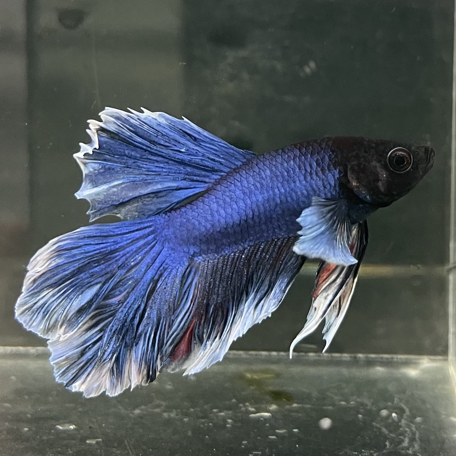 the-fish-farm Male Betta Male Betta - One Only - 15 Choose your favourite Male Betta from The Fish Farm Australia