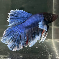 the-fish-farm Male Betta Male Betta - One Only - 15 Choose your favourite Male Betta from The Fish Farm Australia