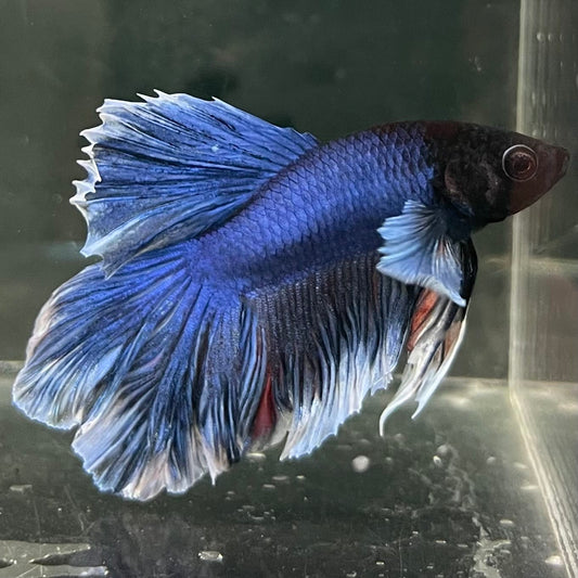 the-fish-farm Male Betta Male Betta - One Only - 15 Choose your favourite Male Betta from The Fish Farm Australia