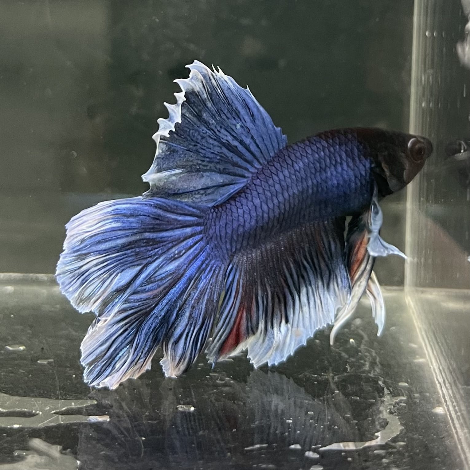 the-fish-farm Male Betta Male Betta - One Only - 15 Choose your favourite Male Betta from The Fish Farm Australia