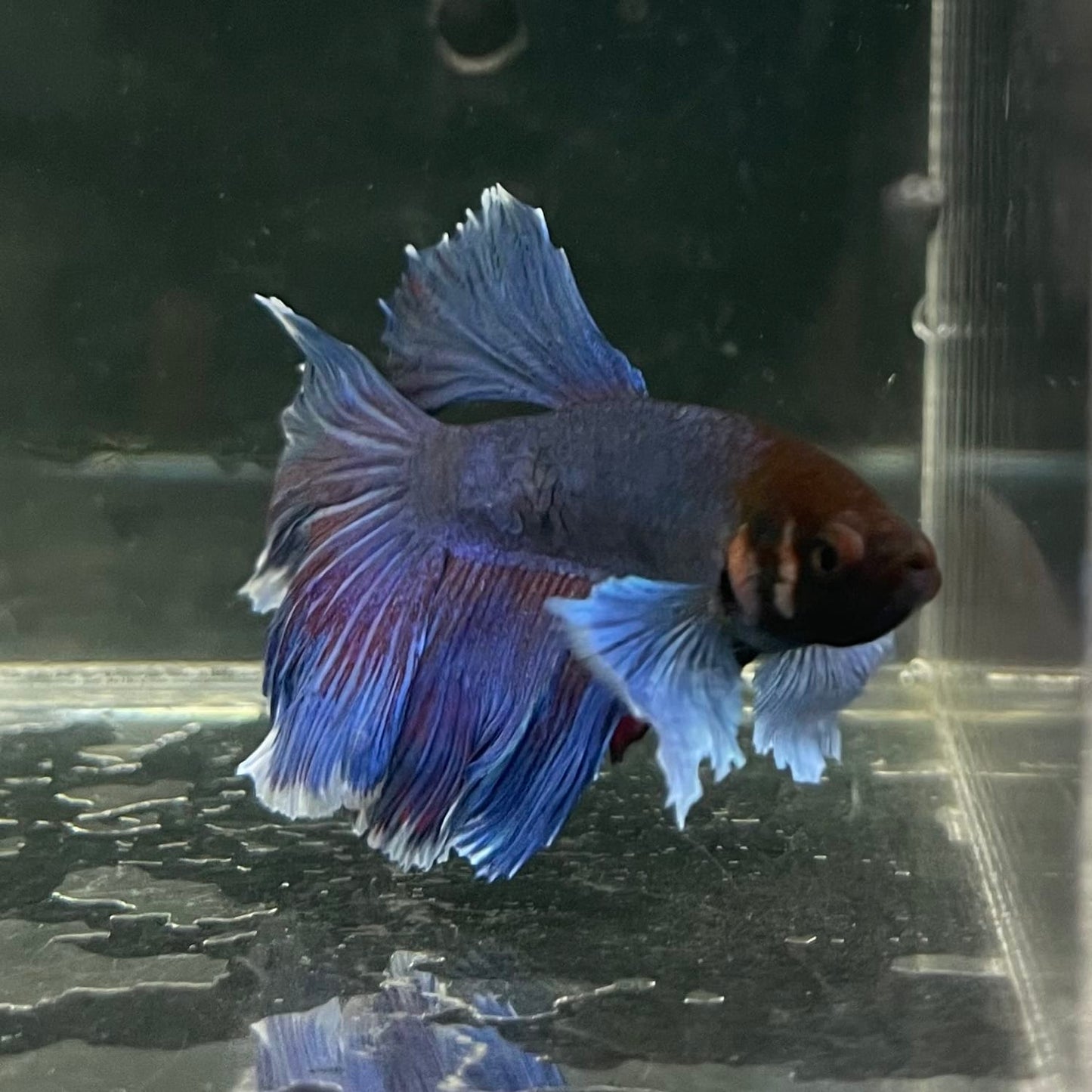 the-fish-farm Male Betta Male Betta - One Only - 15 Choose your favourite Male Betta from The Fish Farm Australia