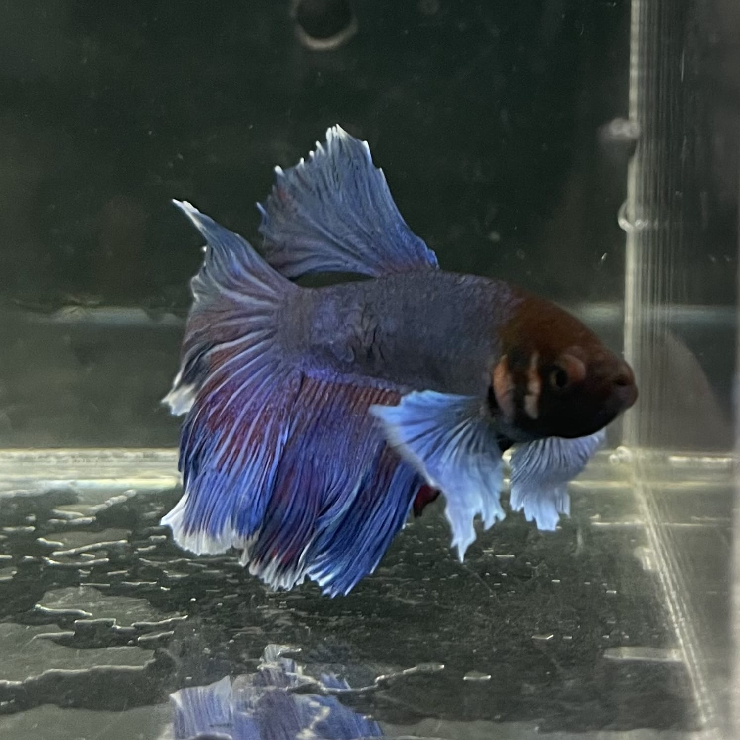 the-fish-farm Male Betta Male Betta - One Only - 15 Choose your favourite Male Betta from The Fish Farm Australia