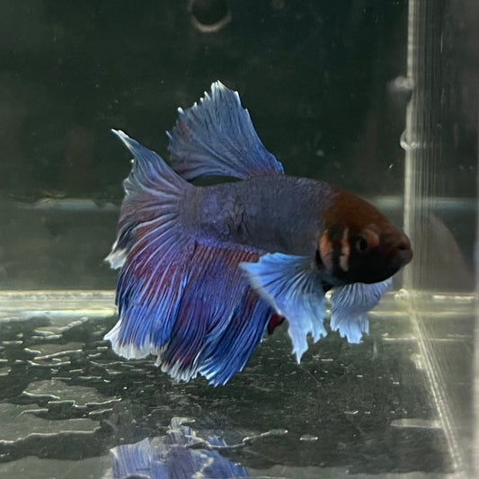 the-fish-farm Male Betta Male Betta - One Only - 15 Choose your favourite Male Betta from The Fish Farm Australia
