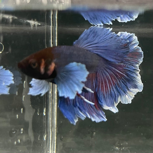 the-fish-farm Male Betta Male Betta - One Only - 15 Choose your favourite Male Betta from The Fish Farm Australia