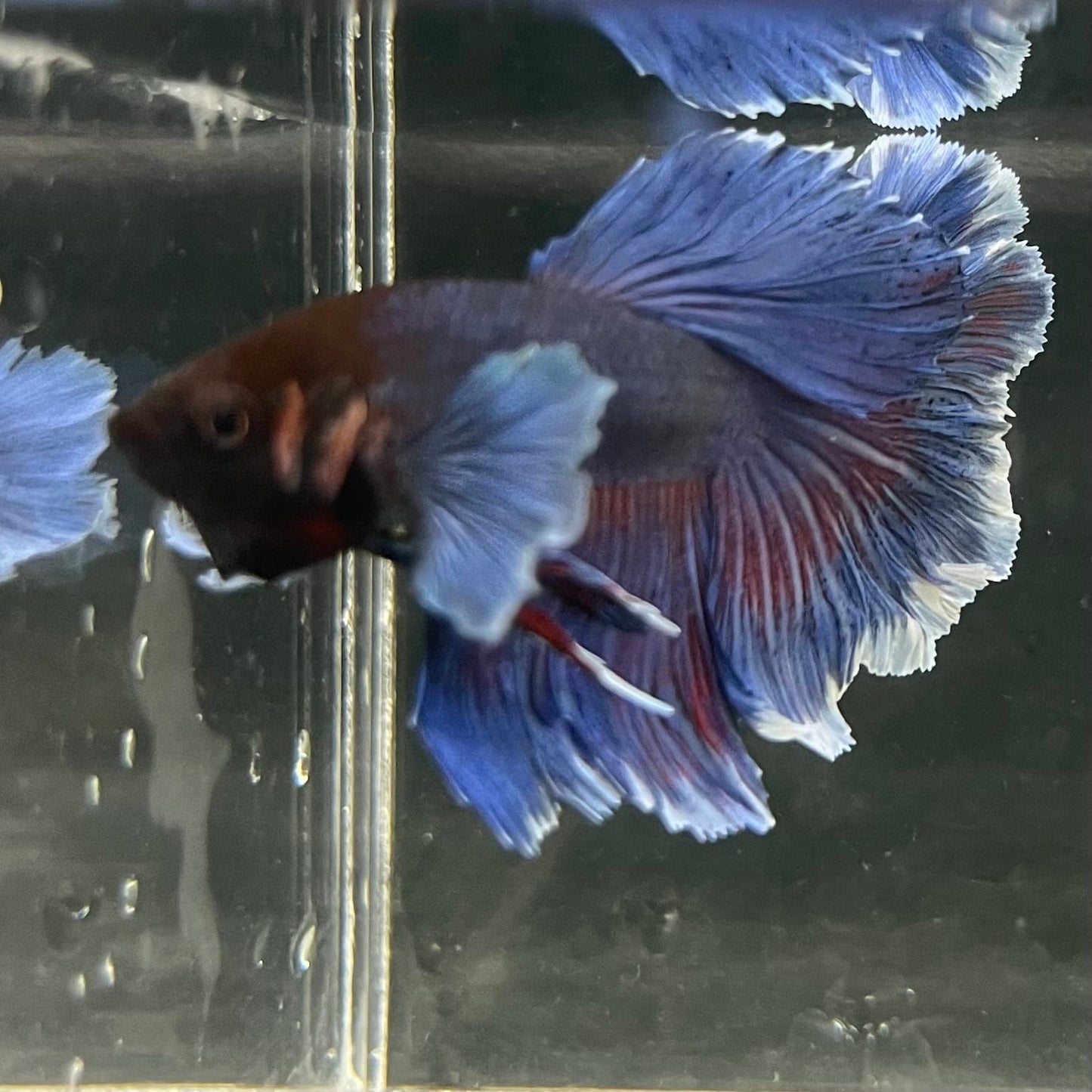 the-fish-farm Male Betta Male Betta - One Only - 15 Choose your favourite Male Betta from The Fish Farm Australia