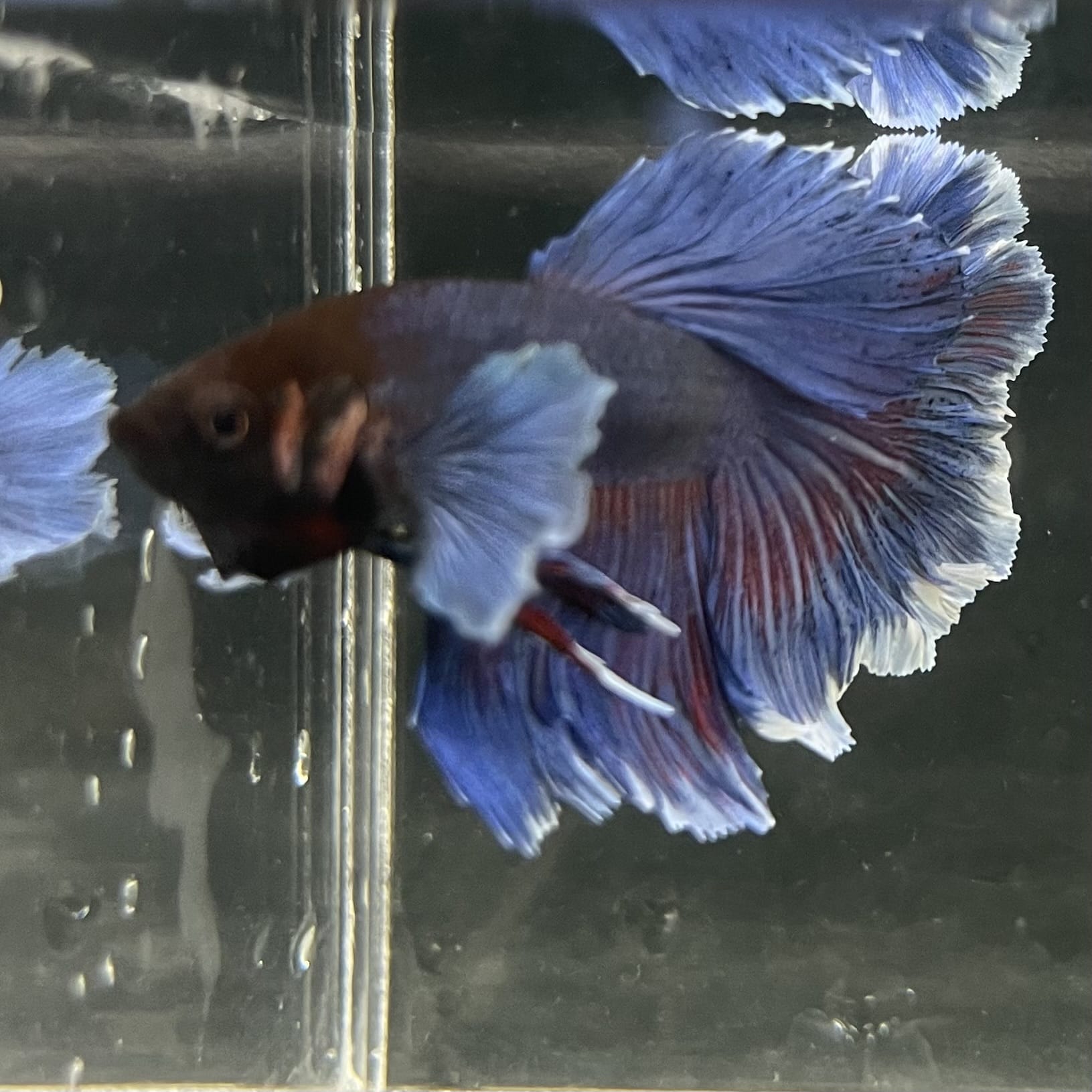 the-fish-farm Male Betta Male Betta - One Only - 15 Choose your favourite Male Betta from The Fish Farm Australia