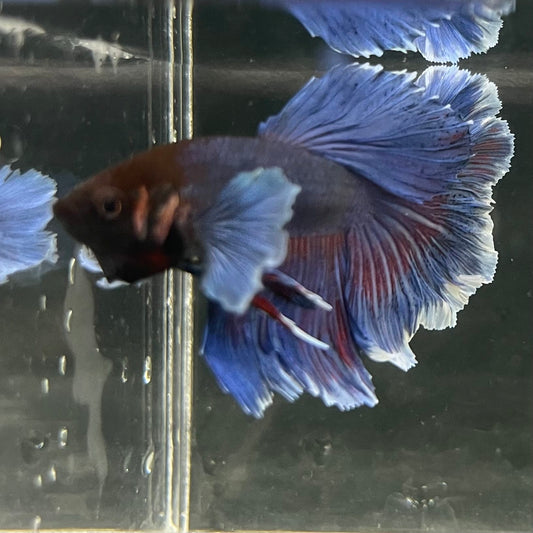the-fish-farm Male Betta Male Betta - One Only - 15 Choose your favourite Male Betta from The Fish Farm Australia