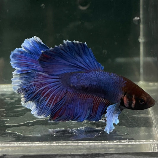 the-fish-farm Male Betta Male Betta - One Only - 15 Choose your favourite Male Betta from The Fish Farm Australia