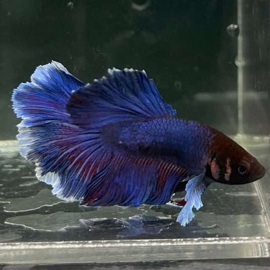the-fish-farm Male Betta Male Betta - One Only - 15 Choose your favourite Male Betta from The Fish Farm Australia