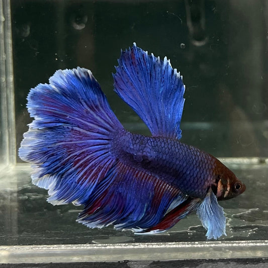the-fish-farm Male Betta Male Betta - One Only - 15 Choose your favourite Male Betta from The Fish Farm Australia